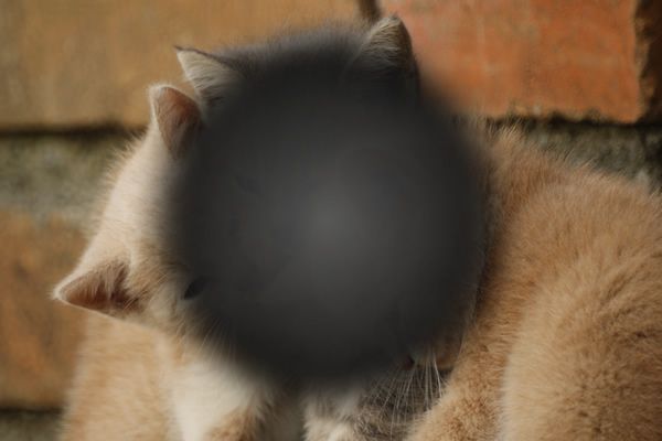 tratamiento degeneracion macular - oftalmologo villavicencio - jorge amaris
